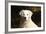 CQ2R6279 Retriever Golden-Bob Langrish-Framed Photographic Print