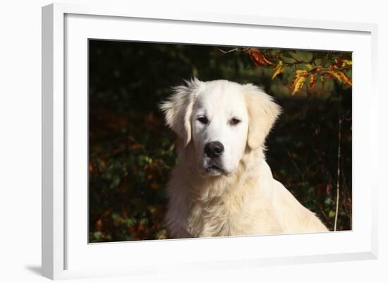 CQ2R6279 Retriever Golden-Bob Langrish-Framed Photographic Print