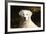 CQ2R6279 Retriever Golden-Bob Langrish-Framed Photographic Print