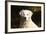 CQ2R6279 Retriever Golden-Bob Langrish-Framed Photographic Print