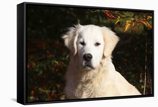 CQ2R6279 Retriever Golden-Bob Langrish-Framed Stretched Canvas