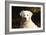 CQ2R6279 Retriever Golden-Bob Langrish-Framed Photographic Print