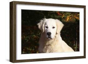 CQ2R6279 Retriever Golden-Bob Langrish-Framed Photographic Print