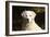 CQ2R6279 Retriever Golden-Bob Langrish-Framed Photographic Print