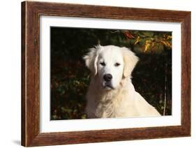 CQ2R6279 Retriever Golden-Bob Langrish-Framed Photographic Print
