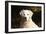 CQ2R6279 Retriever Golden-Bob Langrish-Framed Photographic Print