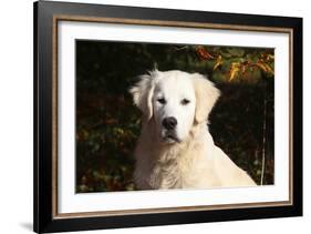 CQ2R6279 Retriever Golden-Bob Langrish-Framed Photographic Print