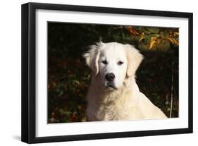 CQ2R6279 Retriever Golden-Bob Langrish-Framed Photographic Print