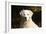 CQ2R6279 Retriever Golden-Bob Langrish-Framed Photographic Print