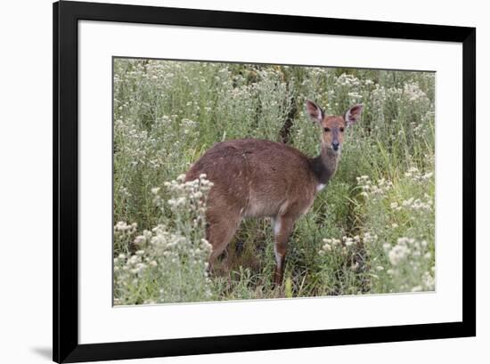 CQ2R6312Bush Buck-Bob Langrish-Framed Giclee Print