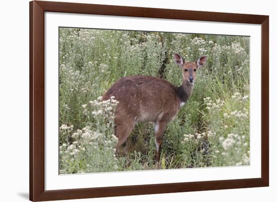 CQ2R6312Bush Buck-Bob Langrish-Framed Giclee Print