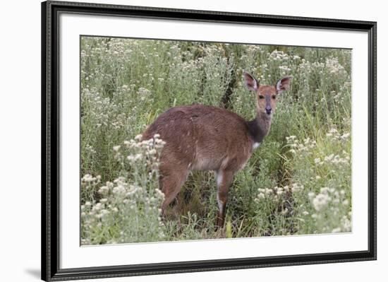 CQ2R6312Bush Buck-Bob Langrish-Framed Giclee Print