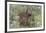 CQ2R6312Bush Buck-Bob Langrish-Framed Giclee Print