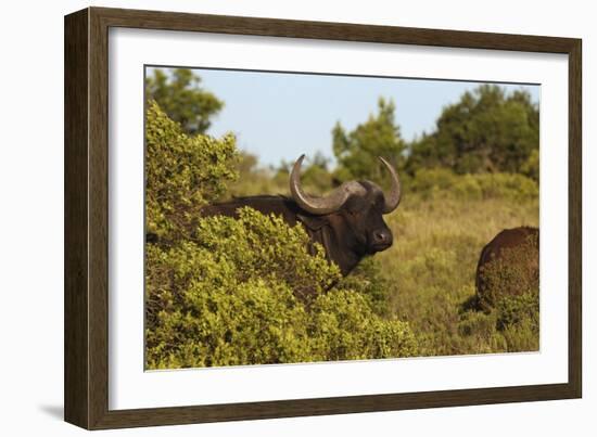 CQ2R6880Cape Buffalo-Bob Langrish-Framed Giclee Print