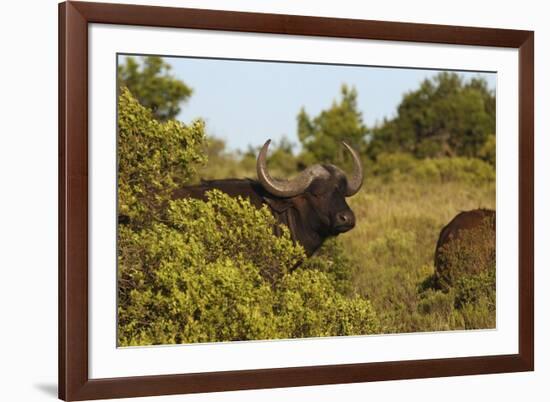 CQ2R6880Cape Buffalo-Bob Langrish-Framed Giclee Print