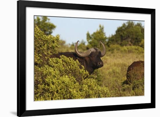 CQ2R6880Cape Buffalo-Bob Langrish-Framed Giclee Print