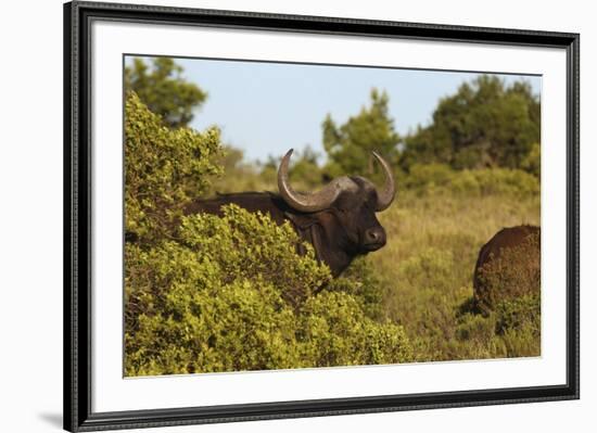 CQ2R6880Cape Buffalo-Bob Langrish-Framed Giclee Print