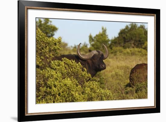 CQ2R6880Cape Buffalo-Bob Langrish-Framed Giclee Print