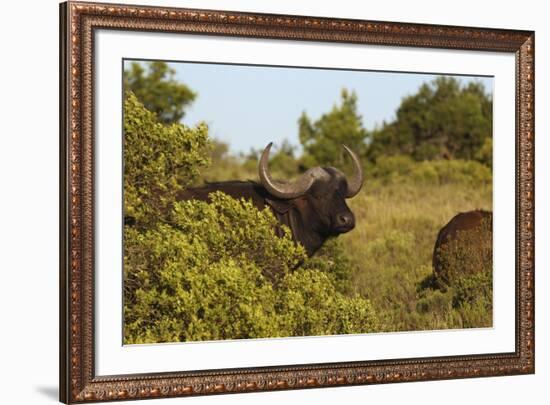 CQ2R6880Cape Buffalo-Bob Langrish-Framed Giclee Print