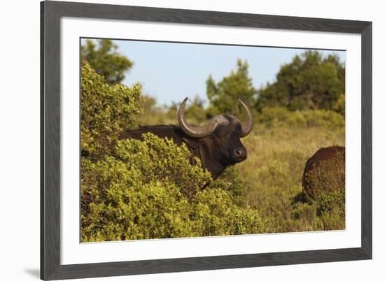 CQ2R6880Cape Buffalo-Bob Langrish-Framed Giclee Print