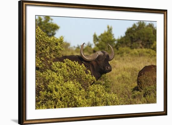 CQ2R6880Cape Buffalo-Bob Langrish-Framed Giclee Print