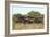 CQ2R6887Cape Buffalo-Bob Langrish-Framed Giclee Print