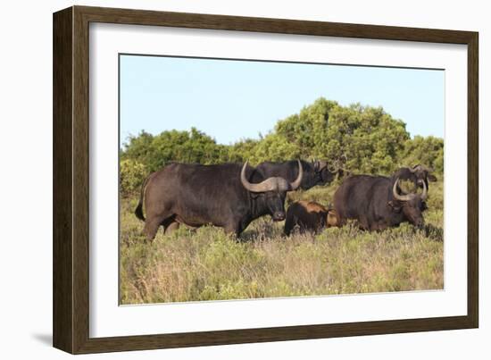 CQ2R6887Cape Buffalo-Bob Langrish-Framed Giclee Print