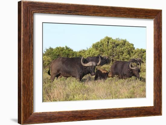 CQ2R6887Cape Buffalo-Bob Langrish-Framed Giclee Print