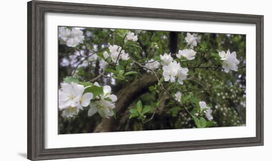 Crab Apple Blooming Branch-Anna Miller-Framed Photographic Print