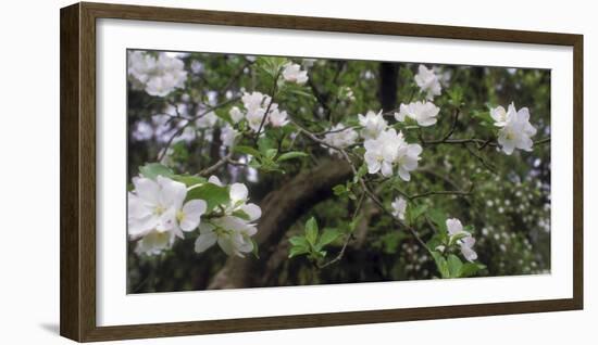 Crab Apple Blooming Branch-Anna Miller-Framed Photographic Print