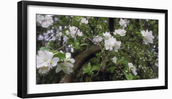 Crab Apple Blooming Branch-Anna Miller-Framed Photographic Print