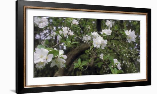 Crab Apple Blooming Branch-Anna Miller-Framed Photographic Print