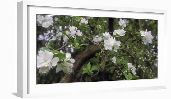 Crab Apple Blooming Branch-Anna Miller-Framed Photographic Print