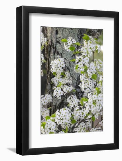 Crab apple blossoms in full bloom, Long Run Park, Kentucky-Adam Jones-Framed Photographic Print