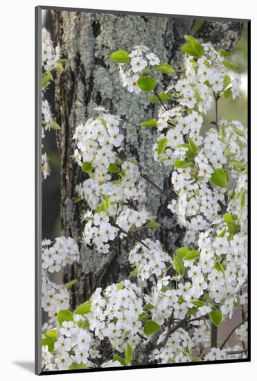 Crab apple blossoms in full bloom, Long Run Park, Kentucky-Adam Jones-Mounted Photographic Print