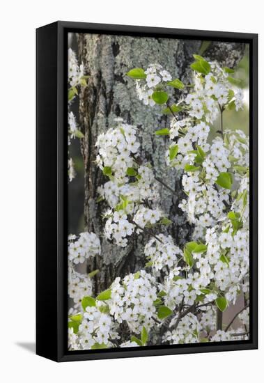 Crab apple blossoms in full bloom, Long Run Park, Kentucky-Adam Jones-Framed Premier Image Canvas