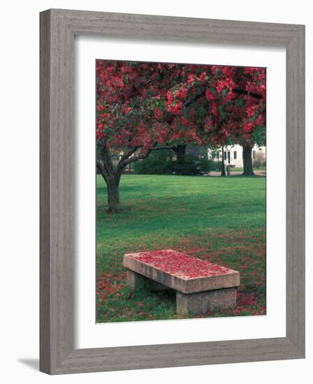 Crab Apple Trees in Prescott Park, New Hampshire, USA-Jerry & Marcy Monkman-Framed Photographic Print