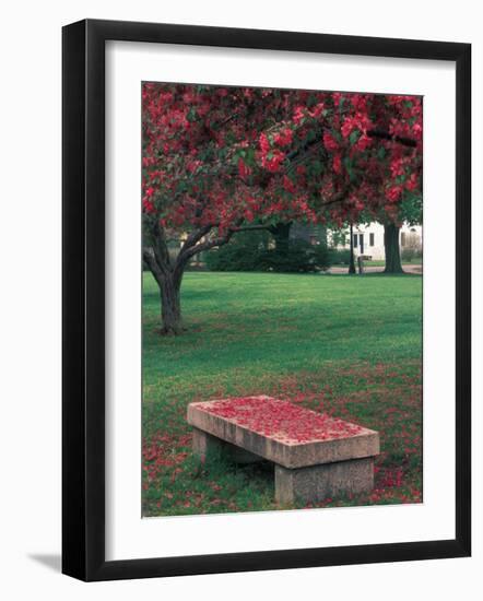 Crab Apple Trees in Prescott Park, New Hampshire, USA-Jerry & Marcy Monkman-Framed Photographic Print