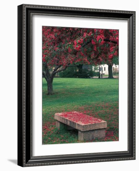 Crab Apple Trees in Prescott Park, New Hampshire, USA-Jerry & Marcy Monkman-Framed Photographic Print