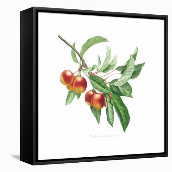 Crab Apple-Sally Crosthwaite-Framed Premier Image Canvas