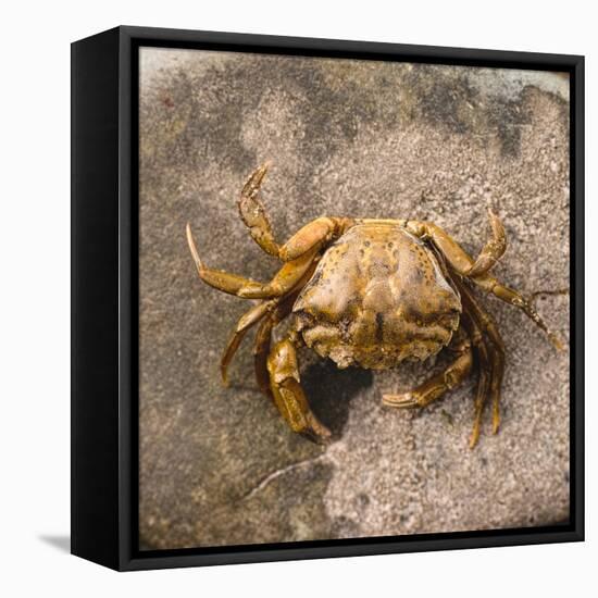 Crab at Seaside-Clive Nolan-Framed Premier Image Canvas