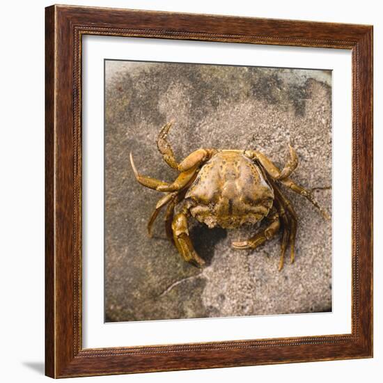 Crab at Seaside-Clive Nolan-Framed Photographic Print