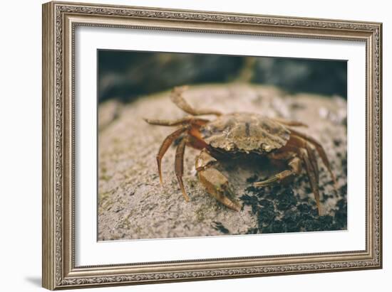 Crab at Seaside-Clive Nolan-Framed Photographic Print