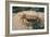 Crab at Seaside-Clive Nolan-Framed Photographic Print