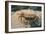 Crab at Seaside-Clive Nolan-Framed Photographic Print