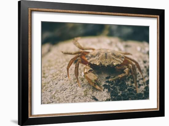 Crab at Seaside-Clive Nolan-Framed Photographic Print