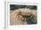 Crab at Seaside-Clive Nolan-Framed Photographic Print