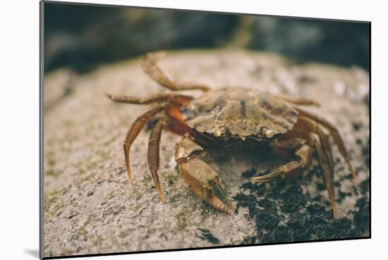 Crab at Seaside-Clive Nolan-Mounted Photographic Print