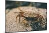 Crab at Seaside-Clive Nolan-Mounted Photographic Print