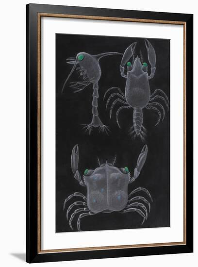 Crab Development-Philip Henry Gosse-Framed Giclee Print